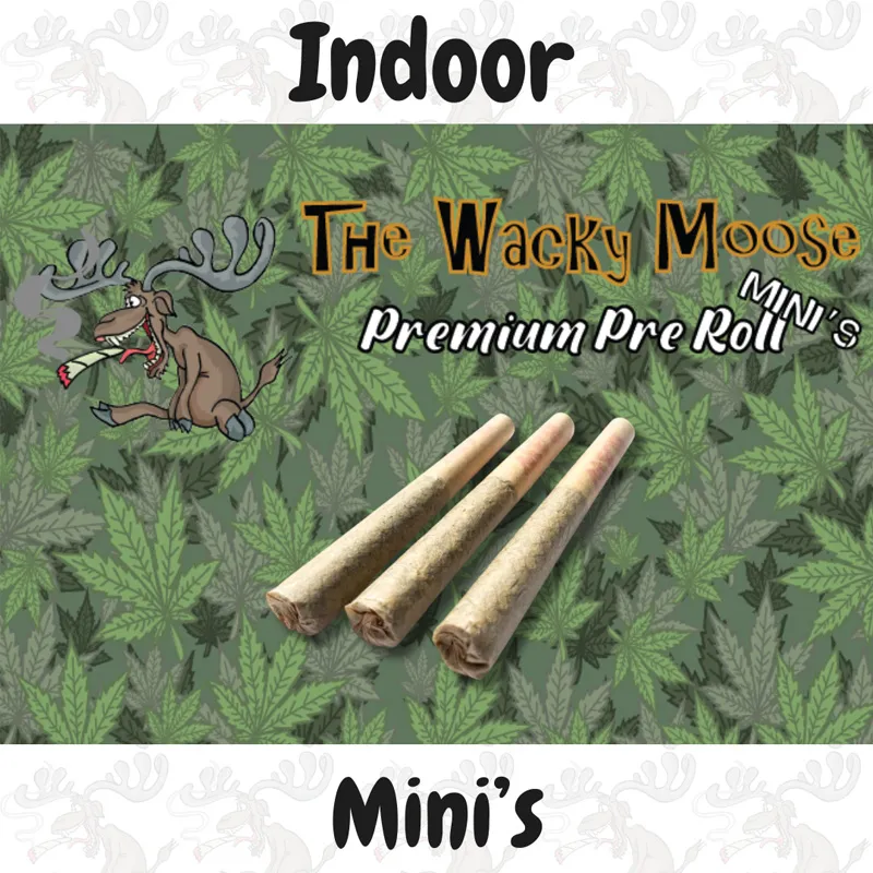 WM Mini's.webp