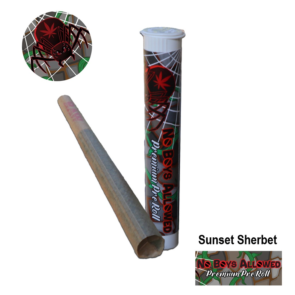 No Boys Allowed Premium Indoor Pre-Rolls - Sunset Sherbet
