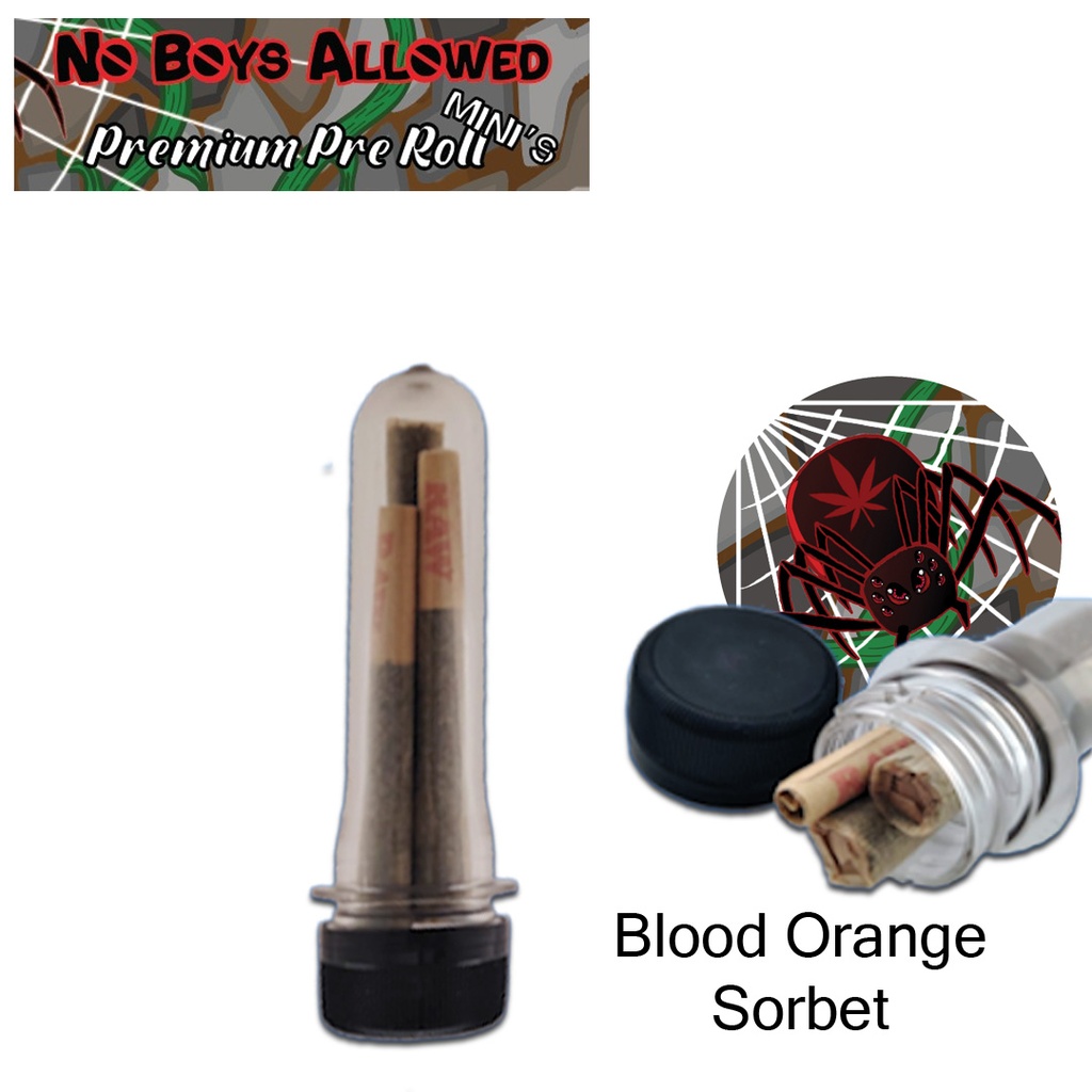 No Boys Allowed Premium Pre-Rolls - Mini's - Greendoor - Blood Orange Sorbet (Indica) 3's