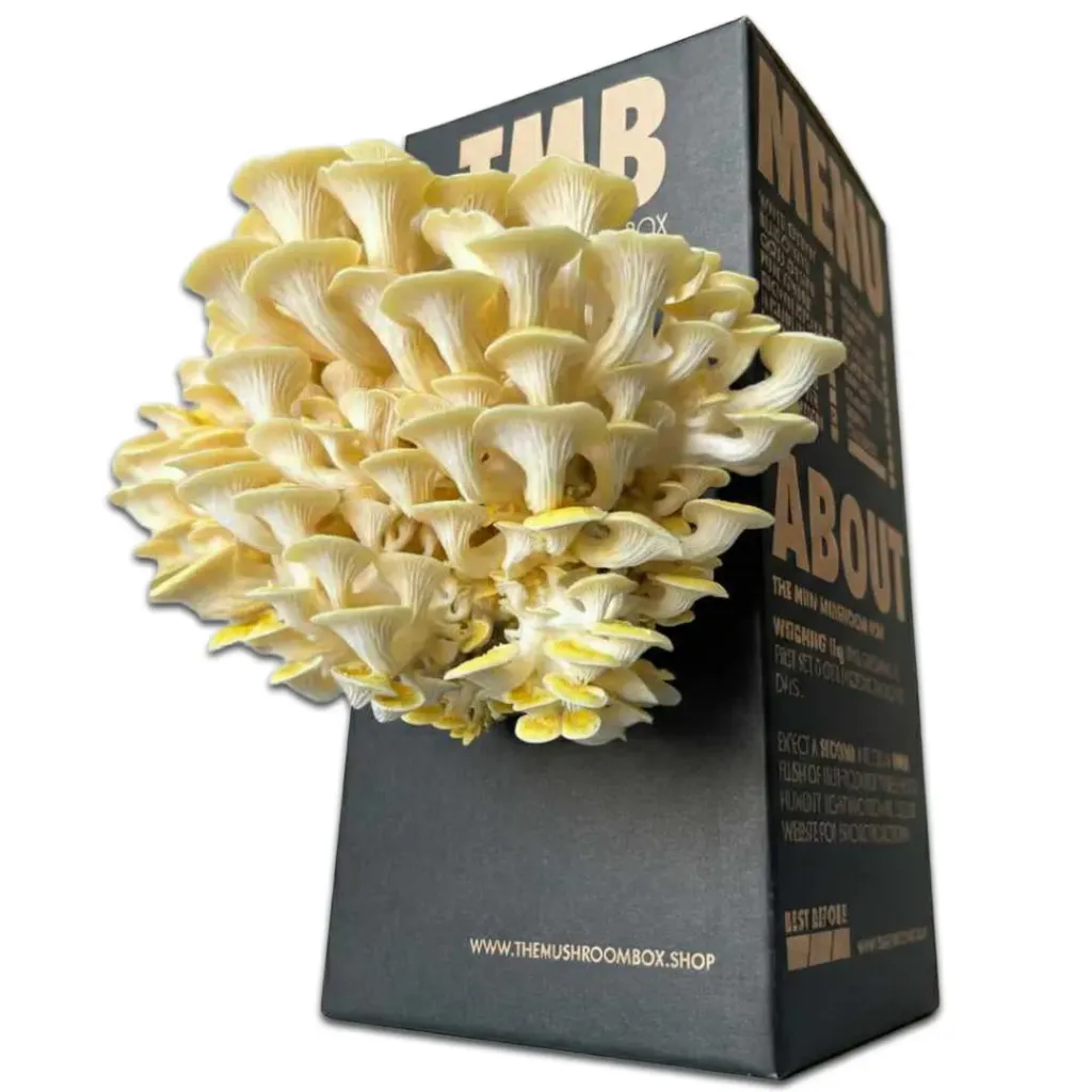 Mushroom Grow Box - Golden Oyster Mushrooms