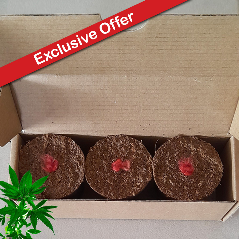 Seeded Canna Pods 3's (Box of 3x One Strain)