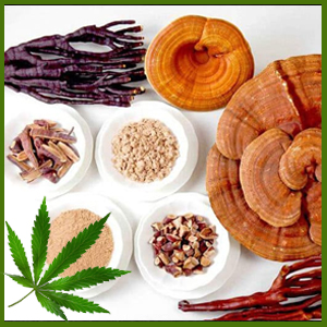 Medicinal Mushrooms