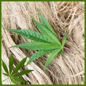 Hemp Products